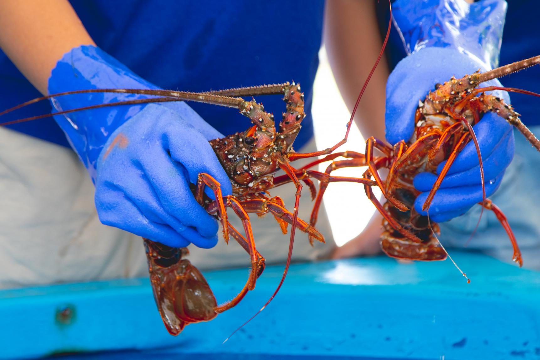 Spiny Lobster Festival, Nomozaki-1